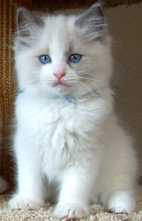Oregon Ragdoll Kitten