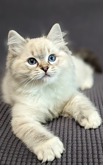 Beautiful blue-eyed ragdoll kitten