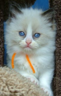 Beautiful blue-eyed ragdoll kitten